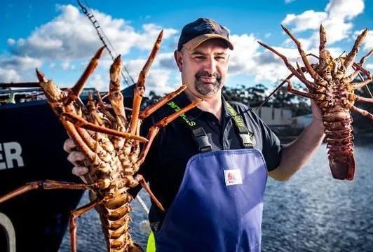 澳洲龙虾出口到中国多少钱一斤,澳洲龙虾进口批发市场