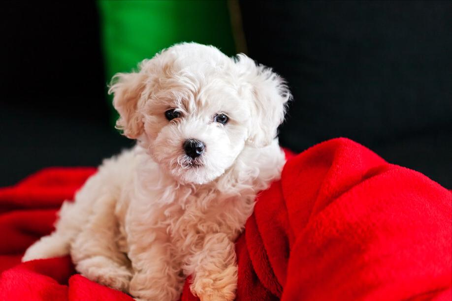 比熊知识大盘点,怎么知道比熊犬要大小便呢