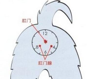 不给狗狗挤肛腺会得皮肤病吗,不给狗挤肛肠腺可以吗