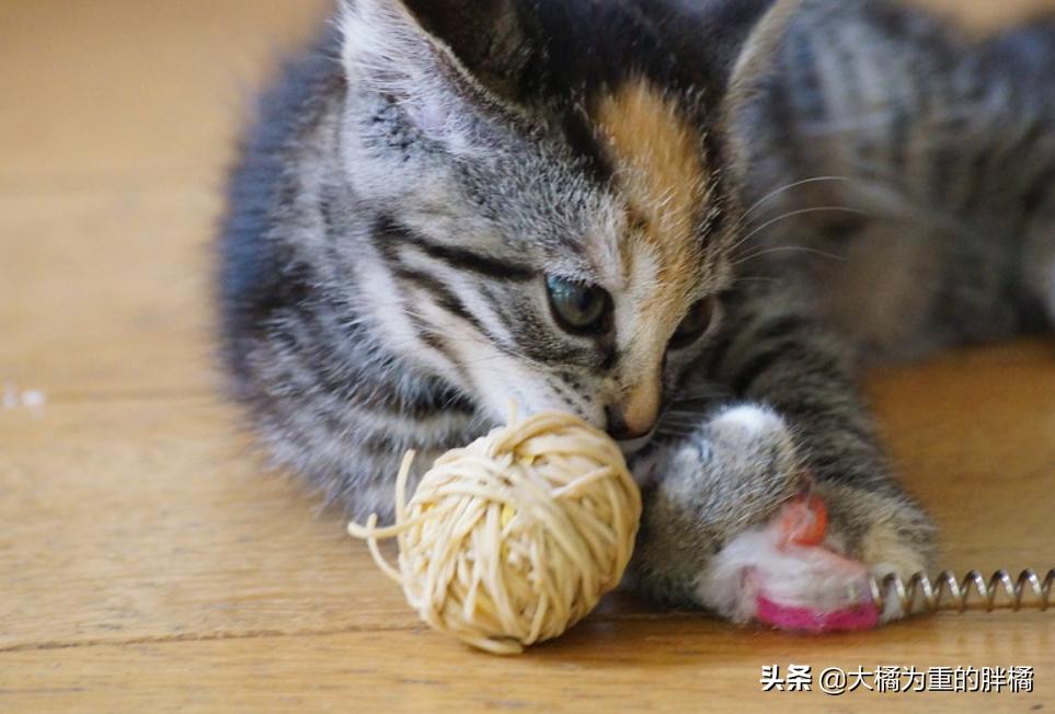 让猫咪在家不孤单,新手养猫怎么能让猫咪只黏自己
