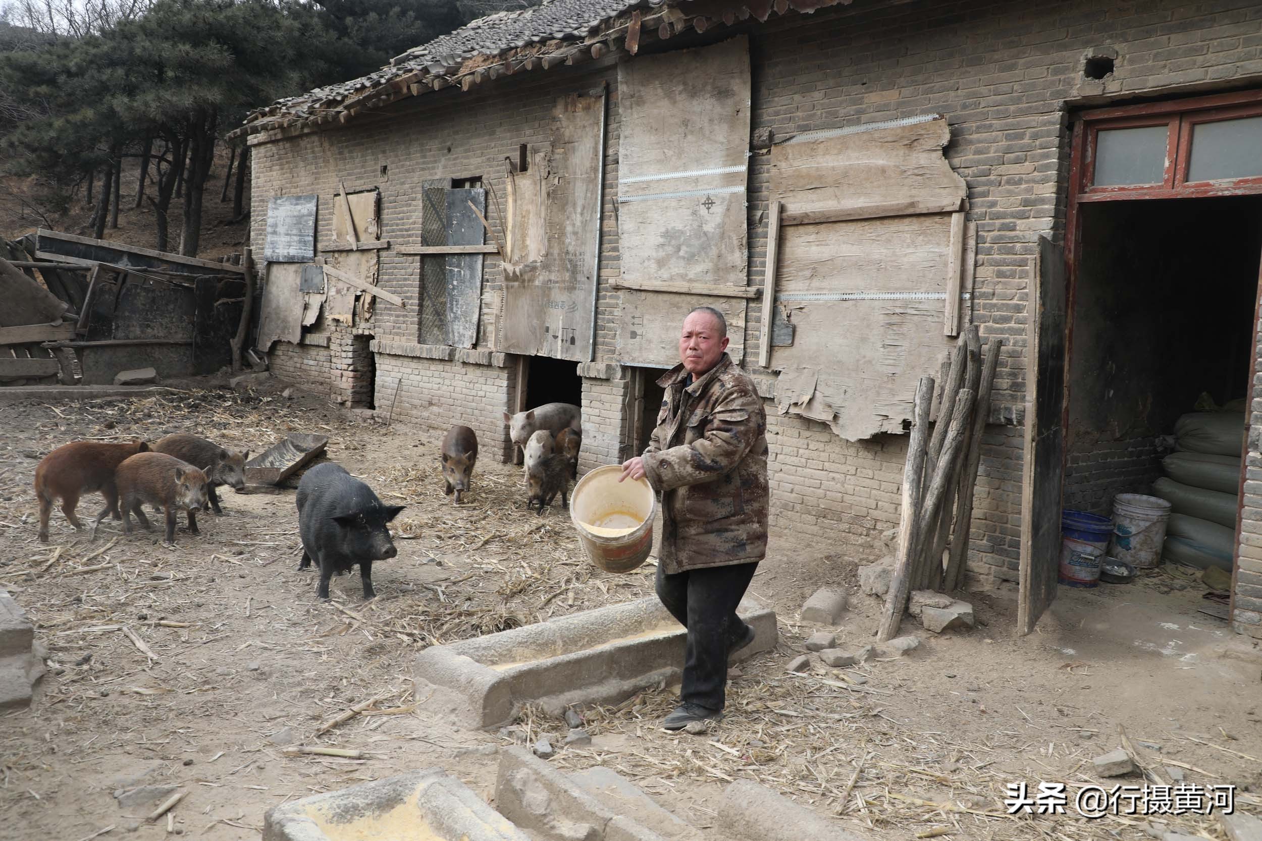 90后夫妻山中搞养殖飞鸡,6旬夫妻深山养牛