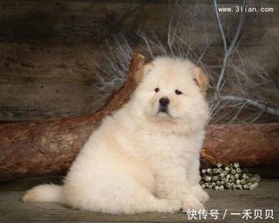 狗狗便秘怎么办还一直趴着没力气,狗狗便秘痛苦大叫