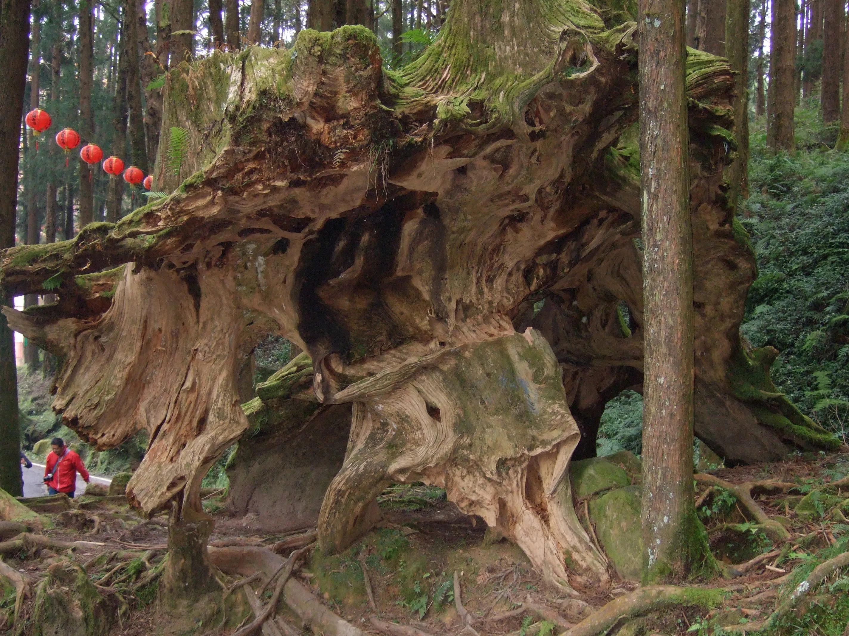 阿里山美丽动人的传说,阿里山的风光美如画