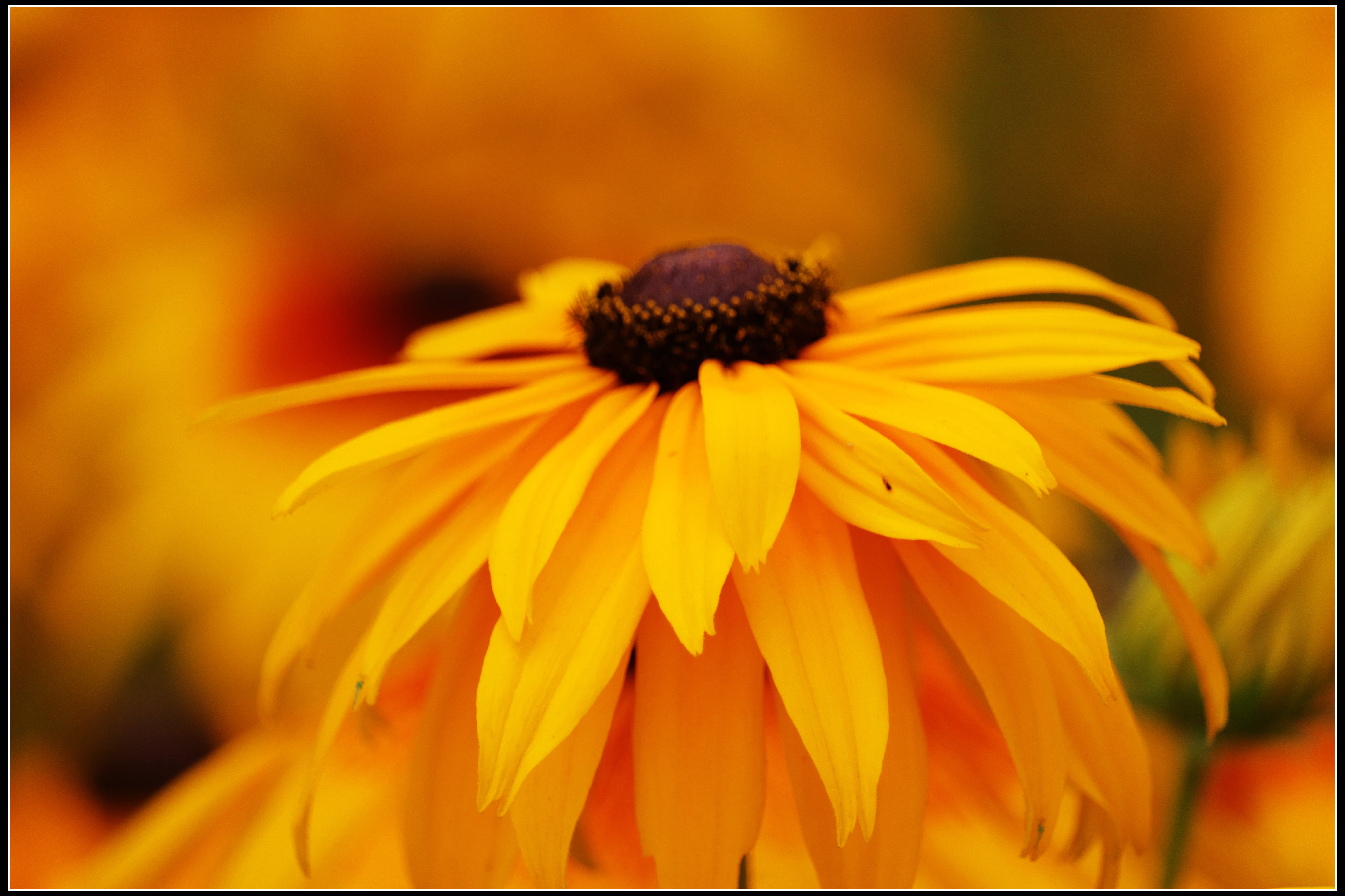 这种花便宜还好养活,5种坑人的花