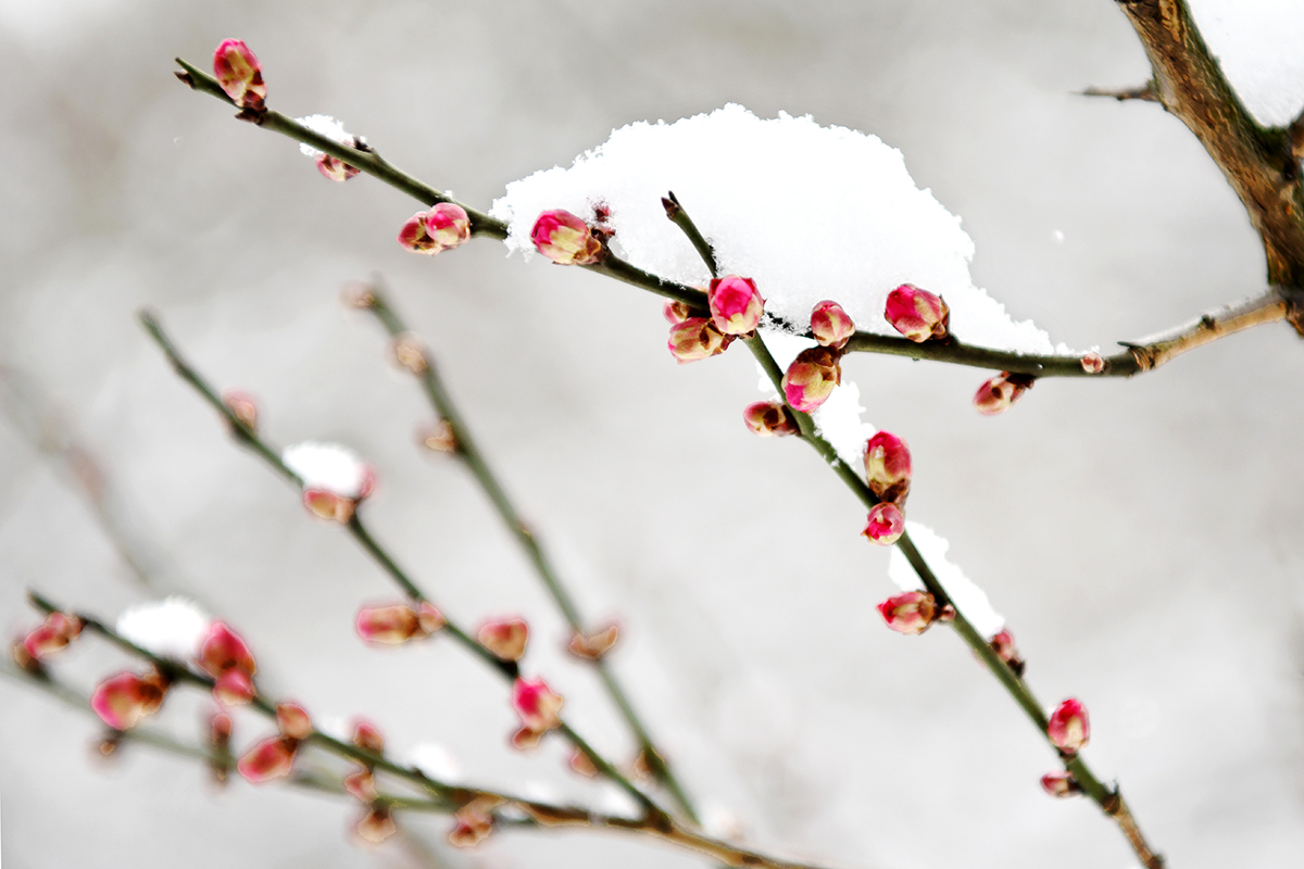 湖北武汉：雪润校园