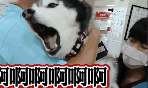 狗狗疫苗的种类和如何选择疫苗,狗狗疫苗接种时间怎么算