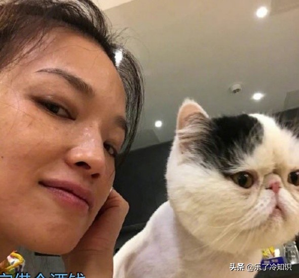 舒淇倡导领养代替购买，橘猫狸花猫狮子猫，多多关注流浪猫