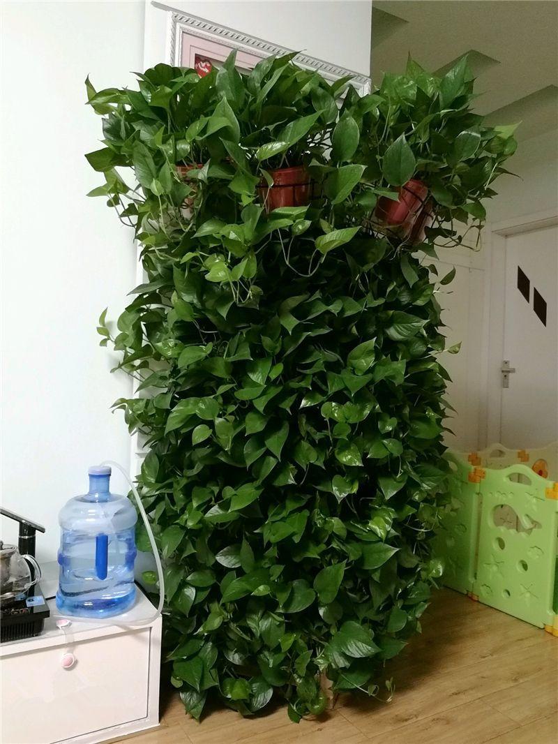 种植绿萝的过程与生长变化,绿萝如何种植更为好养