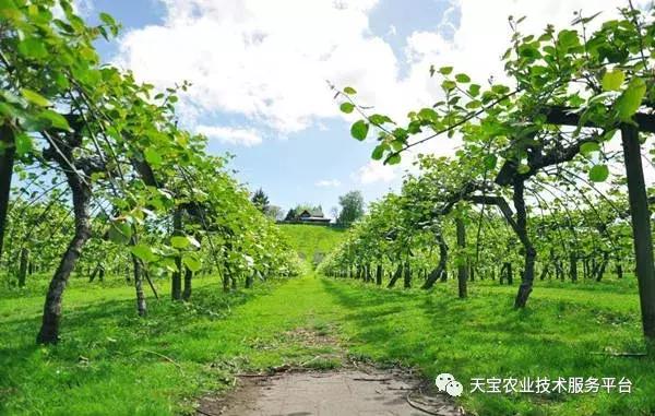 猕猴桃花果期怎么管理,一年猕猴桃树怎么管理