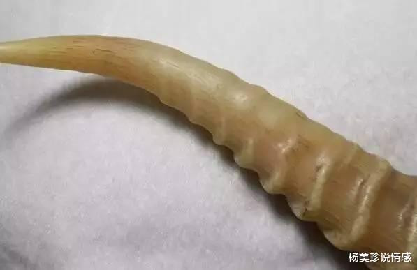 残忍!这9种带血文玩太血腥!碰了小心坐牢