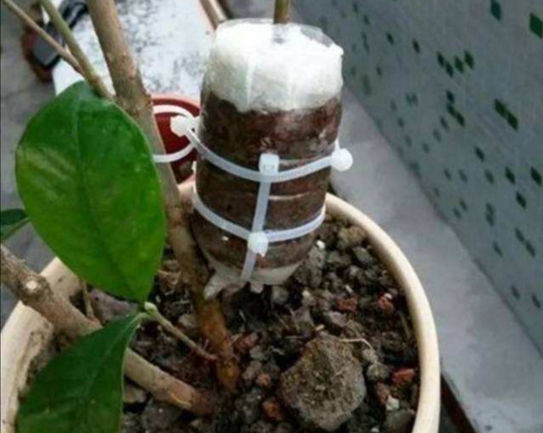 塑料瓶养花种菜,阳台用瓶子养花种菜