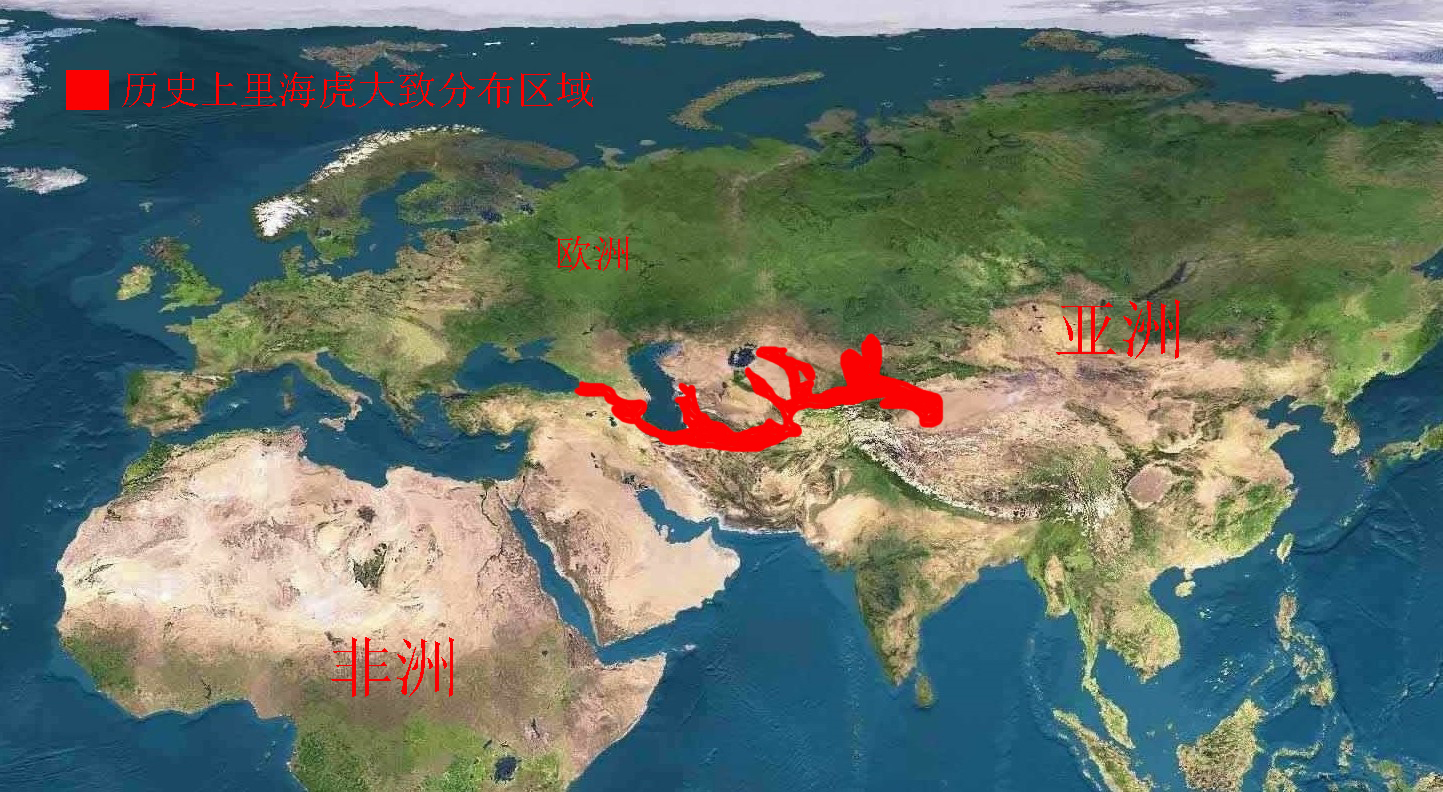 百兽之王老虎科普完整,百兽之王的自述