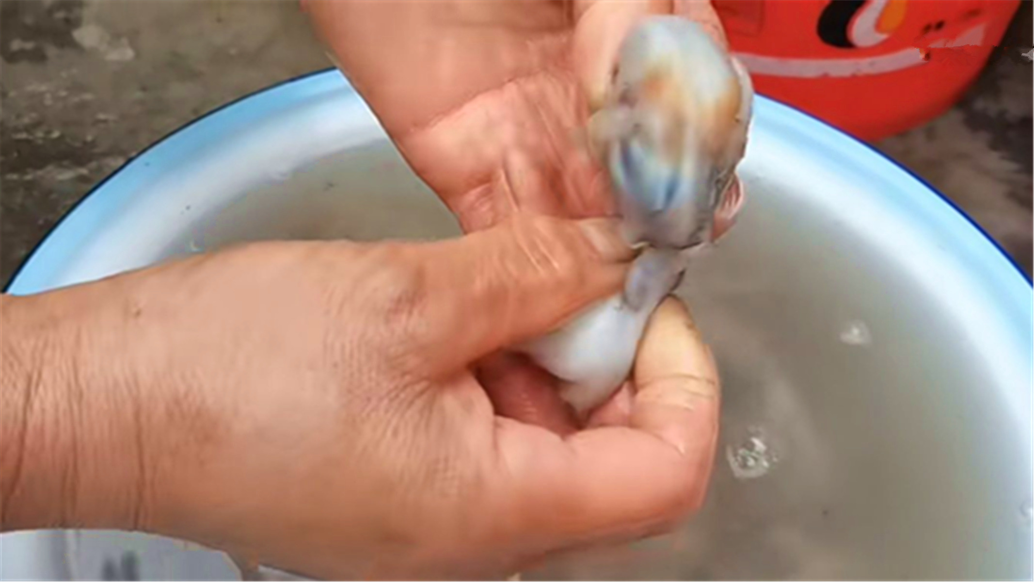 八爪鱼一煮掉皮了怎么回事,八爪鱼怎么煮教程