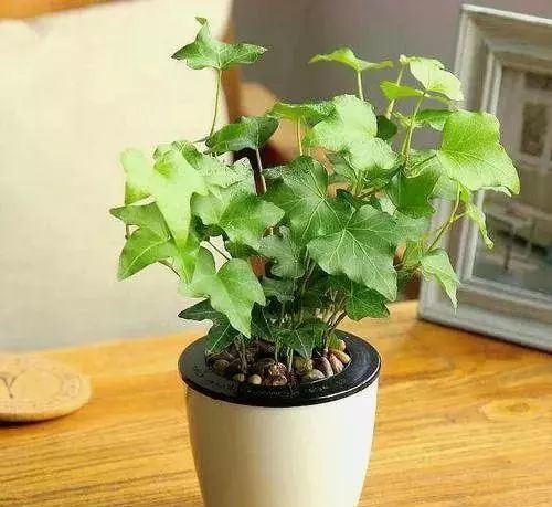 吸甲醛的植物花排名,吸收甲醛最佳的十种植物排行榜