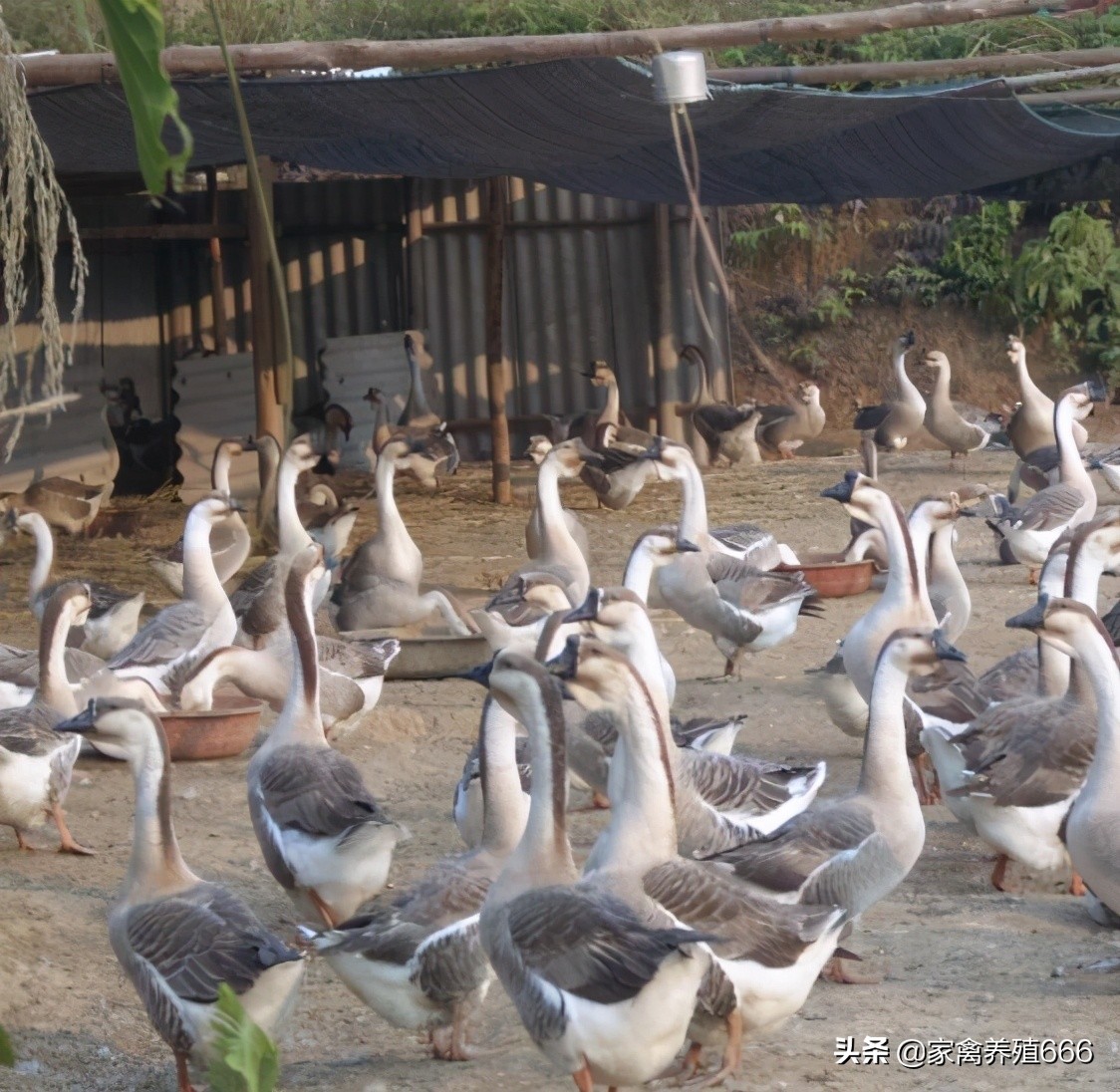 30天的鹅得了脾坏死怎么治,30天的鹅瘸腿怎么回事