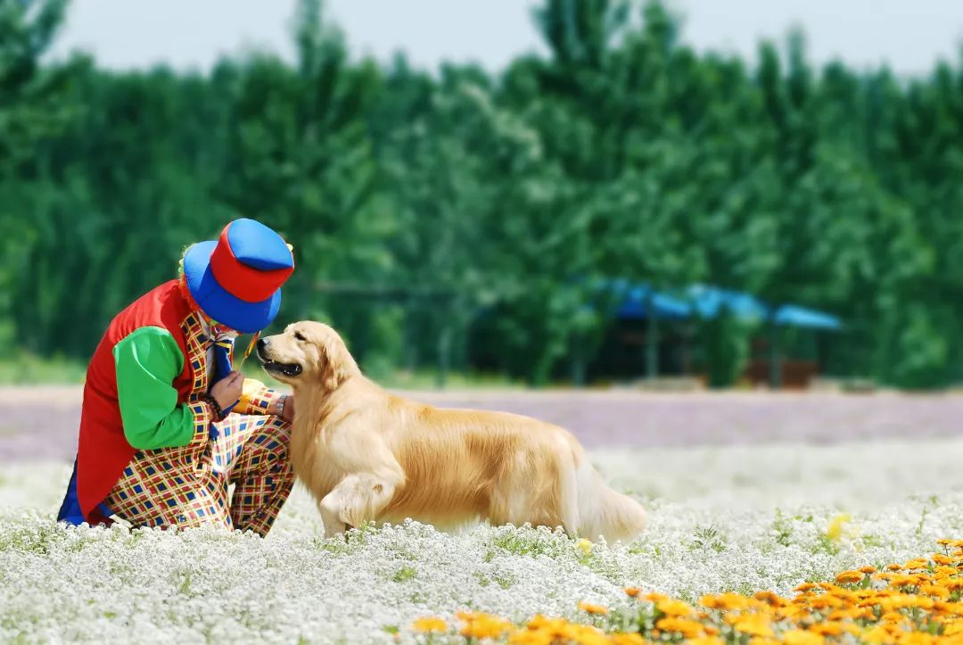 如何挑选一只好的金毛,怎么挑选性格好的小金毛