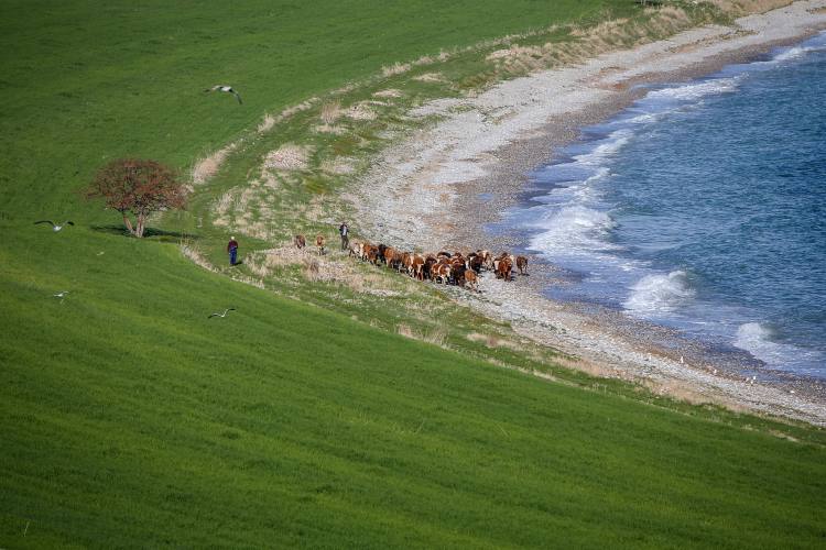 国宝是只猫！论凡尔赛，我只服土耳其