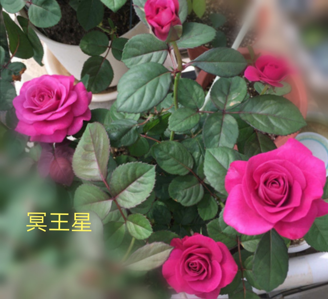 阳台系列月季品种大全,微型月季藤本月季