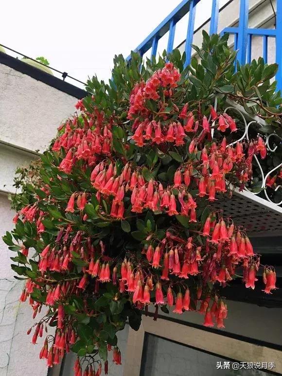 露台打造花海,她用10年改造庭院