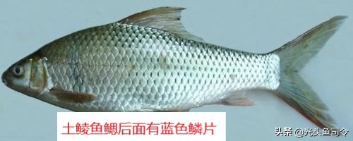 鲮鱼是土鲮吗,土鲮和泰鲮麦鲮鱼的区别