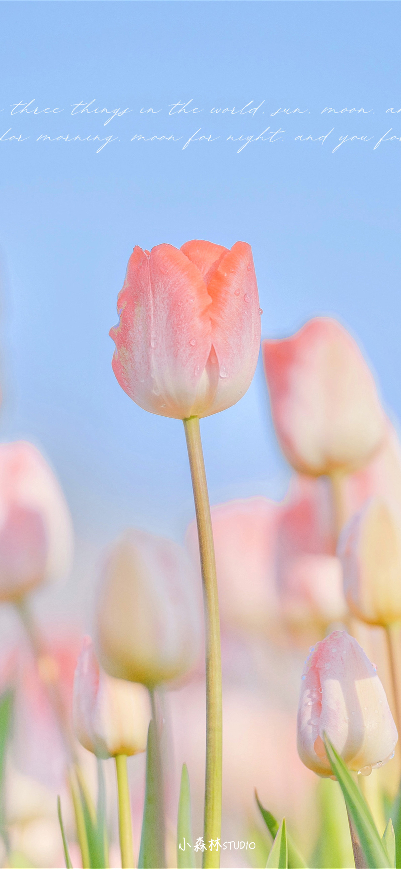 好看的壁纸少女心小熊,粉色小花白色小熊壁纸