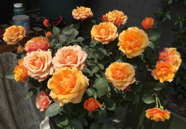 月季中的开花劳模,超微月季一年四季都能开花