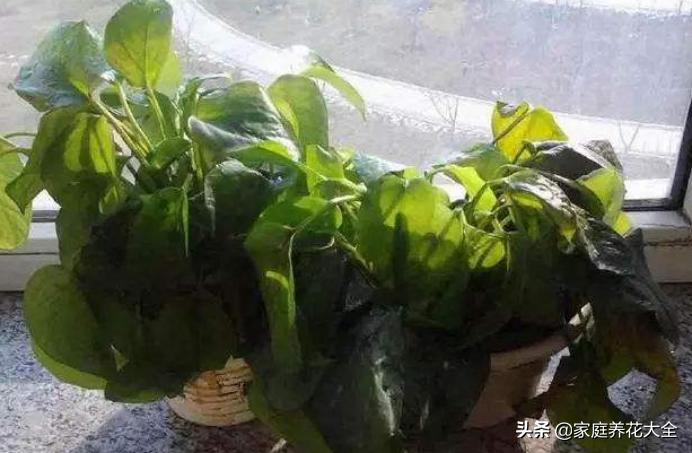 绿萝叶子有白色的东西怎么处理,绿萝叶子白斑的原因及解决方法