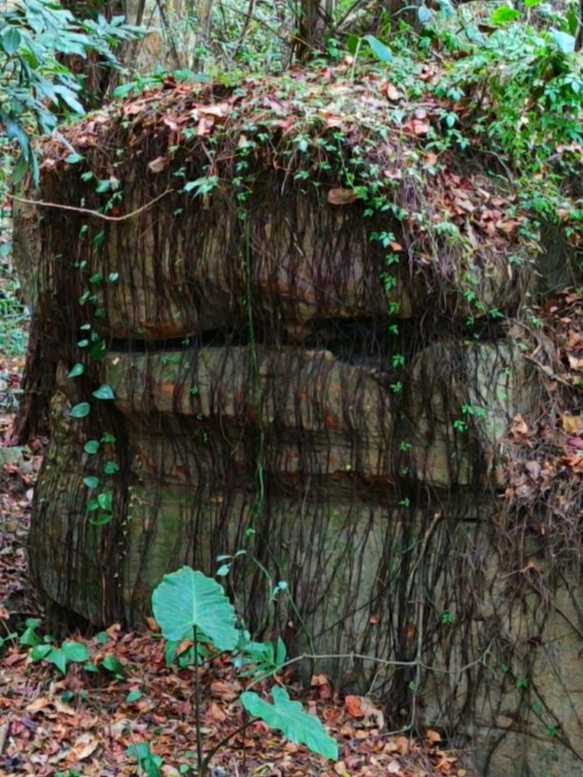 青秀山有什么独特之处,青秀山里有什么美景