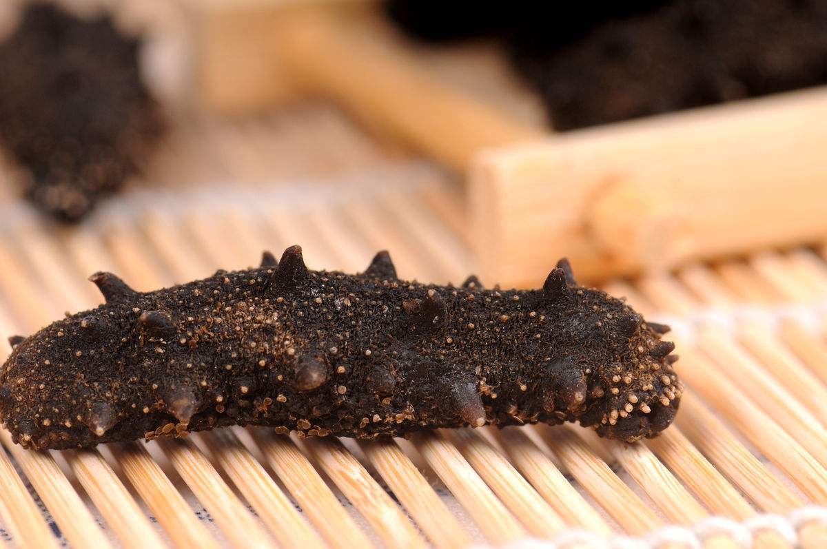 海参是正经的海参不,海参到底是不是正经海参