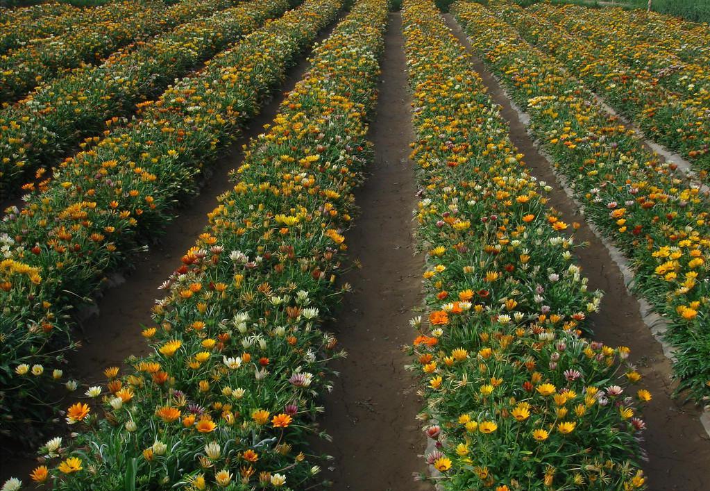 勋章菊怎么养才能爆盆,勋章菊怎么养花