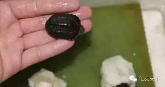 龟产蛋前要准备什么,龟产蛋后期饲养方法
