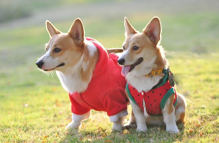 女生养公柯基还是母柯基,女生养柯基还是泰迪