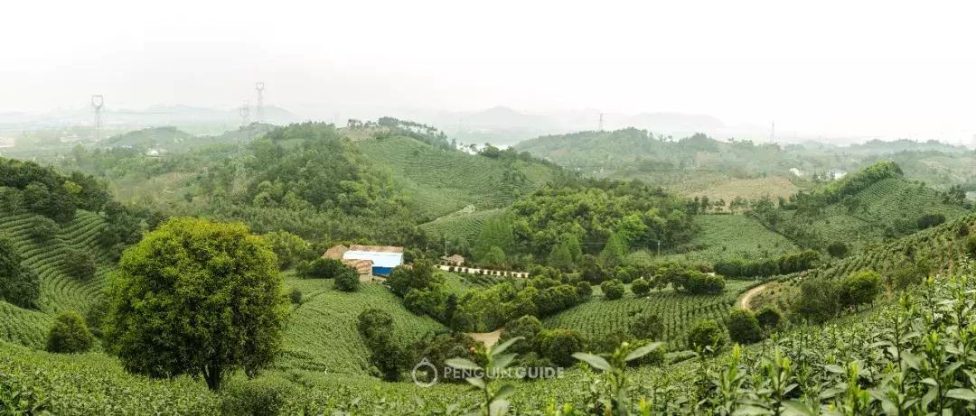 湖州：一座太湖南边的宝藏小城，春笋湖鲜河鱼，嘴巴好忙