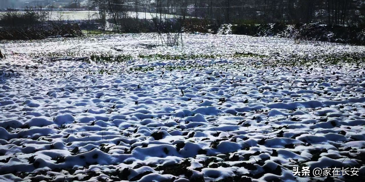 白雪柿子,秦岭草甸高山野菊花