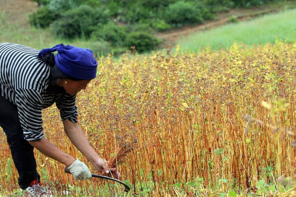国际旅游摄影推荐,大凉山摄影攻略