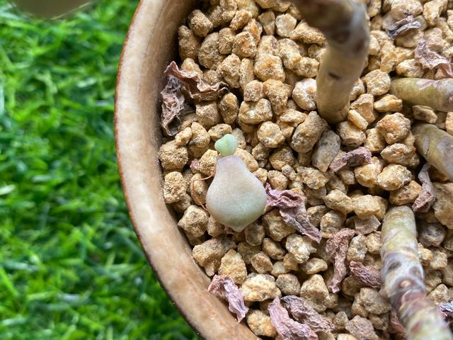 这五种多肉植物千万别在家里养,多肉紫乐怎么叶子掉光了