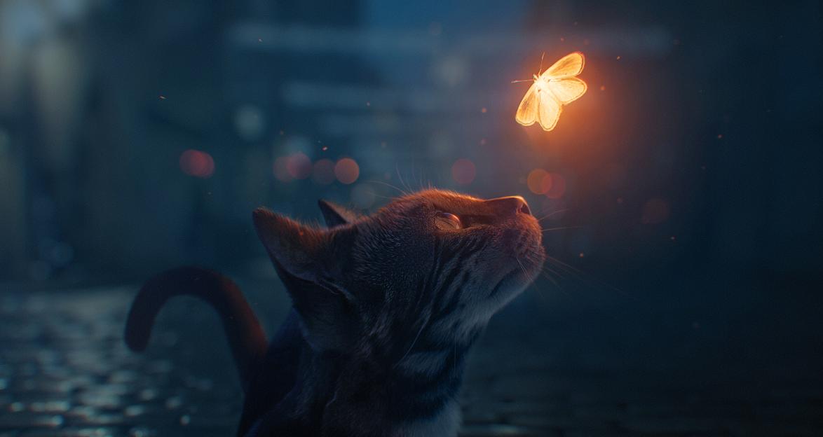 如何训练小猫咪在笼子里面不乱叫,小猫咪晚上一直嘶吼什么原因