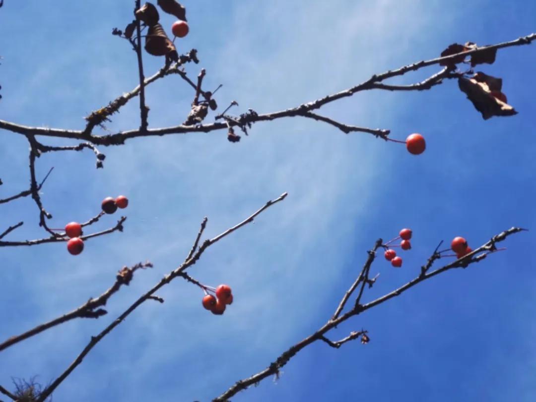 甲友心声患过甲癌的更长寿,甲友心声全文