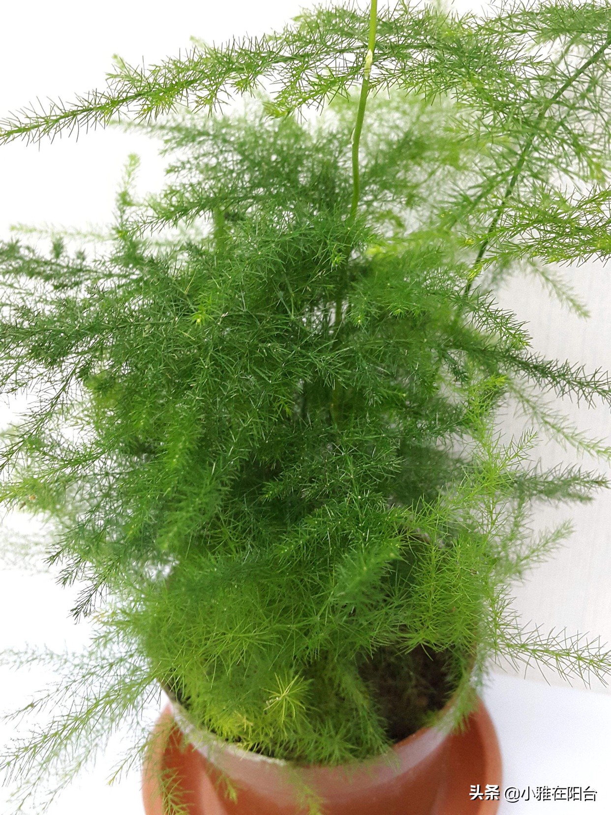 文竹如何不长新笋,郁郁葱葱的文竹