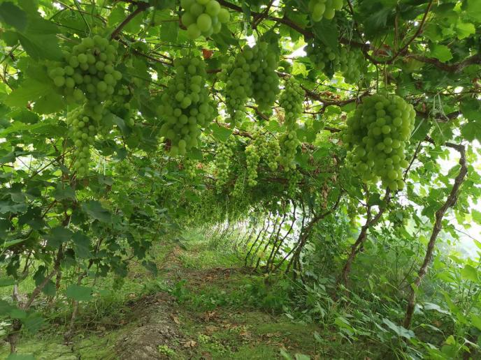 静海端午,静海夏季水果