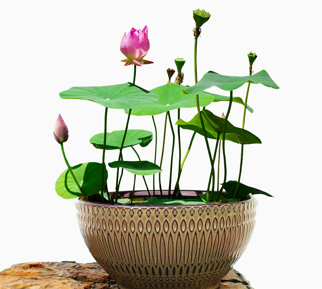 碗莲长势不佳,不开花,栽种时要注意这些细节