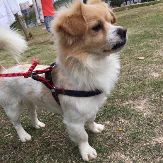 养了串串狗有必要换纯种狗吗,串串狗真的比纯种狗更健康吗