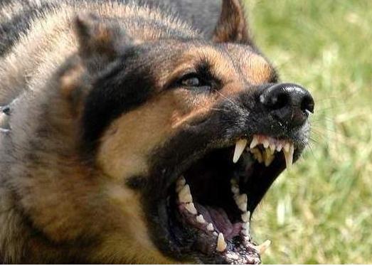 遇到凶猛的大狗如何应付,对付凶猛的狗最好的方法