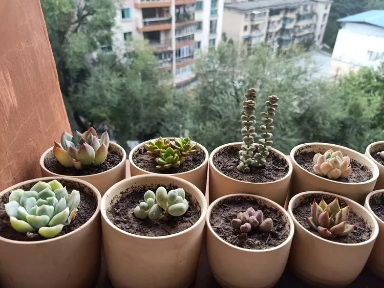 适合学生党养的多肉,适合大学宿舍长期养的多肉