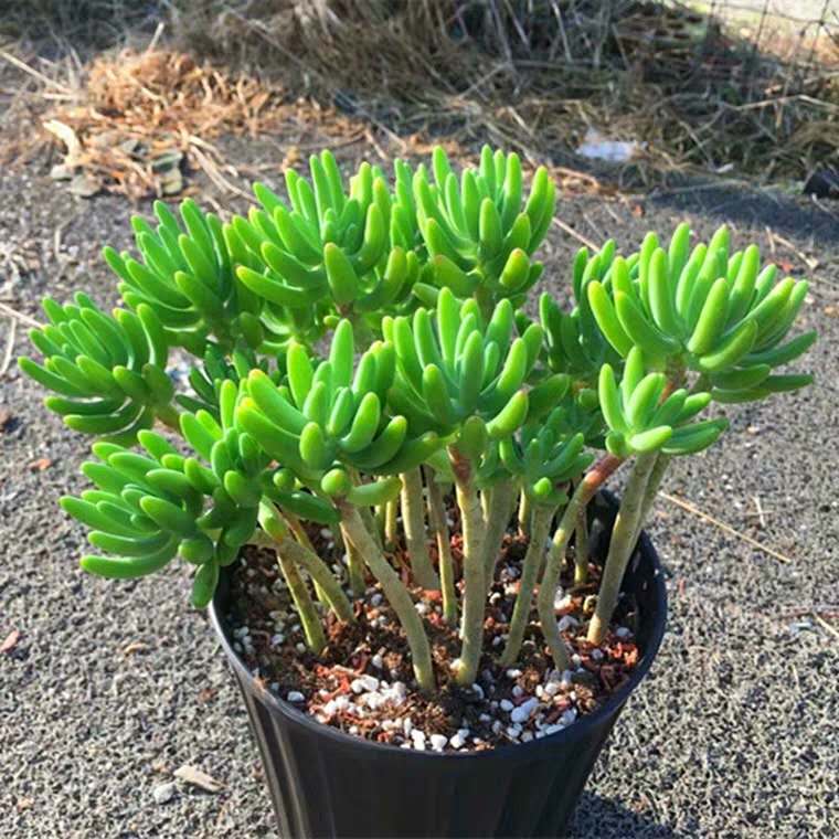 多肉长出小朵怎么办,多肉白胡须怎么养