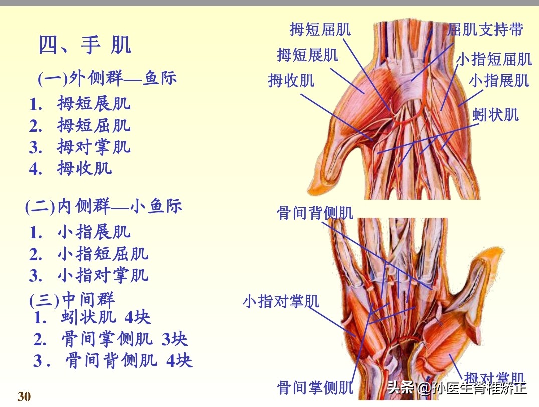 系统解剖学骨学ppt课件,解剖学基本知识ppt课件