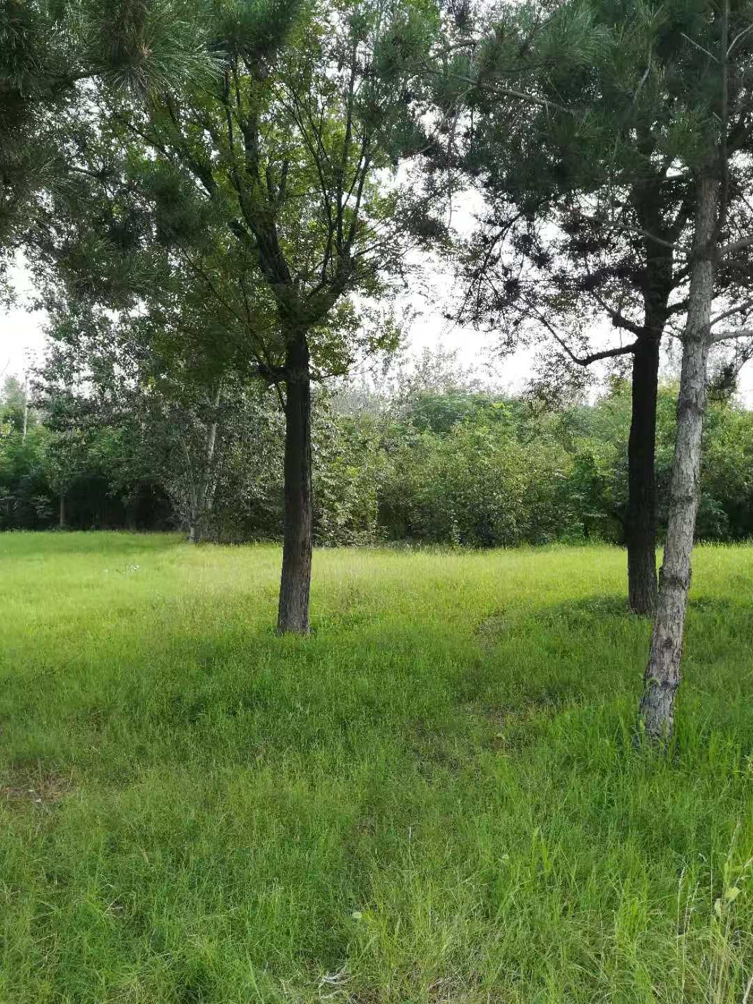 历史和未来,夹心层未央宫简介