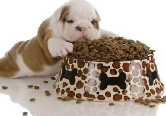 养狗人用什么狗粮最好用,养狗时间长了怎么喂