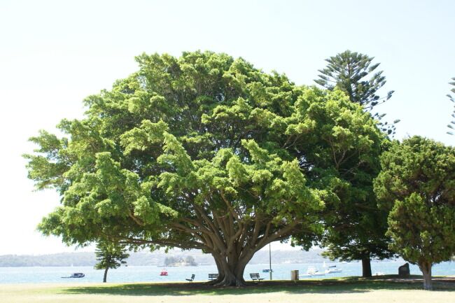 盆景榕树冬天冻了怎么处理,榕树被冻伤了叶子发黑怎么办