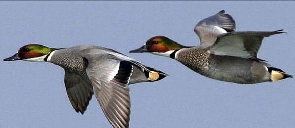 东江揽胜,惠州淡水常见鸟类图谱